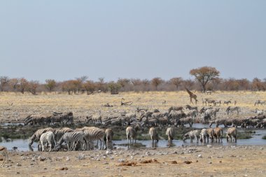 Zebralar Namibya 'daki Etosha Milli Parkı' nda