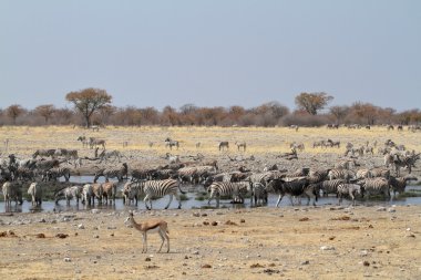 Zebralar Namibya 'daki Etosha Milli Parkı' nda