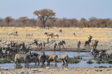 Zebralar Namibya 'daki Etosha Milli Parkı' nda