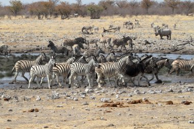 Zebralar Namibya 'daki Etosha Milli Parkı' nda