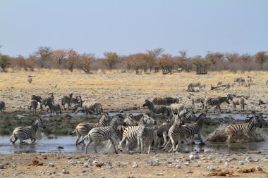 Zebralar Namibya 'daki Etosha Milli Parkı' nda