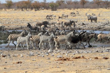 Zebralar Namibya 'daki Etosha Milli Parkı' nda