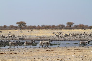 Zebralar Namibya 'daki Etosha Milli Parkı' nda