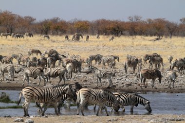 Zebralar Namibya 'daki Etosha Milli Parkı' nda