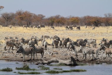 Zebralar Namibya 'daki Etosha Milli Parkı' nda