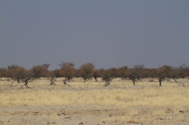 Savannah Namibya etkin Milli Parkı