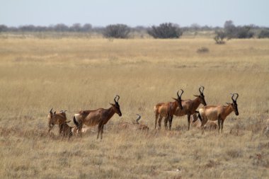 Hartebeest içinde etkin ulusal Park'ta Namibya