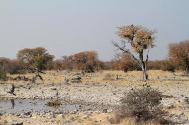 Savannah Namibya etkin Milli Parkı