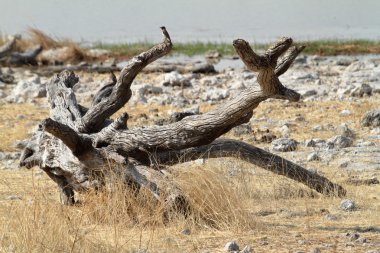 Savannah Namibya etkin Milli Parkı
