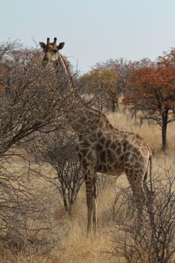 Zürafalar Namibya Savannah