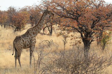 Zürafalar Namibya Savannah