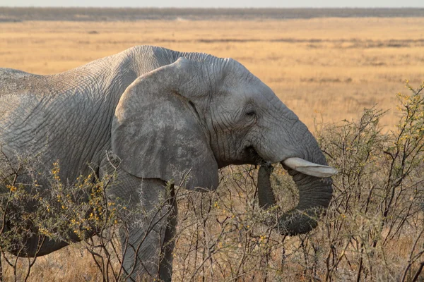 ナミビアのエトーシャ国立公園で象 — ストック写真