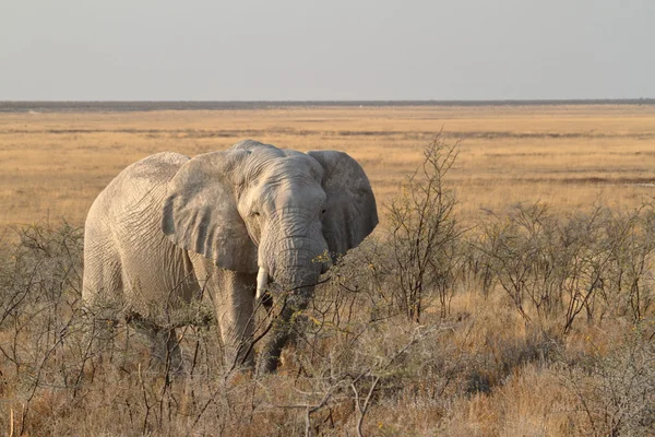 Слоны в Национальном парке Этоша в Намибии — стоковое фото