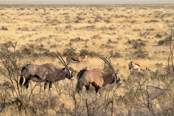 Антилопа Орикс в саванне парка Этоша в Намибии — стоковое фото