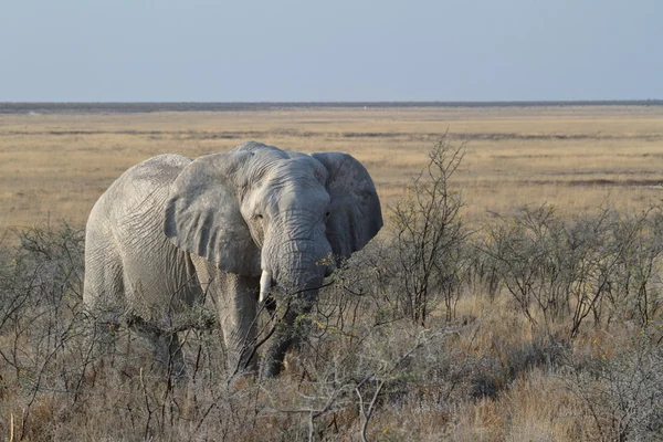 Elefantes no Parque Nacional Etosha, na Namíbia — Fotografia de Stock