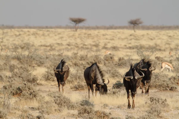 Le gnous dans la savane du parc Etosha en Namibie — Photo