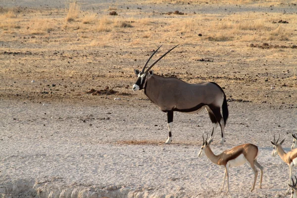 Oryx antílope na savana do Parque Etosha na Namíbia — Fotografia de Stock