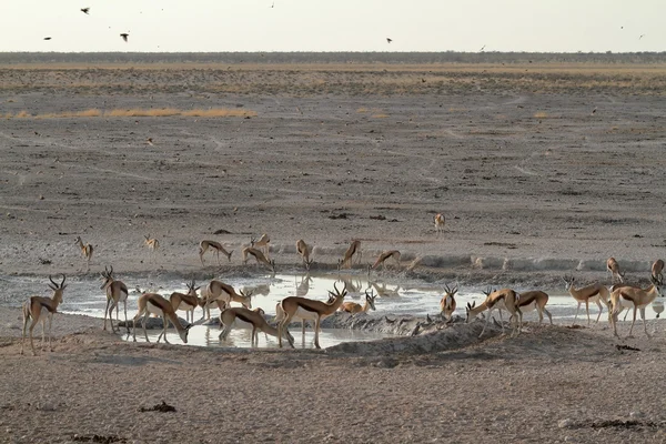 Springboks i Etosha Park i Namibia — Stockfoto