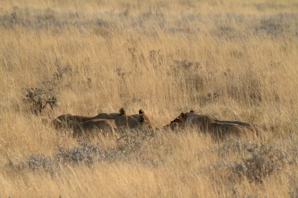 Lions in the Wildlife — Stock Photo, Image