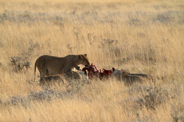 Leones en la vida silvestre — Foto de Stock