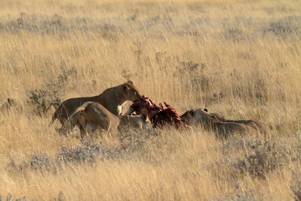 Lions in the Wildlife — Fotografie, imagine de stoc