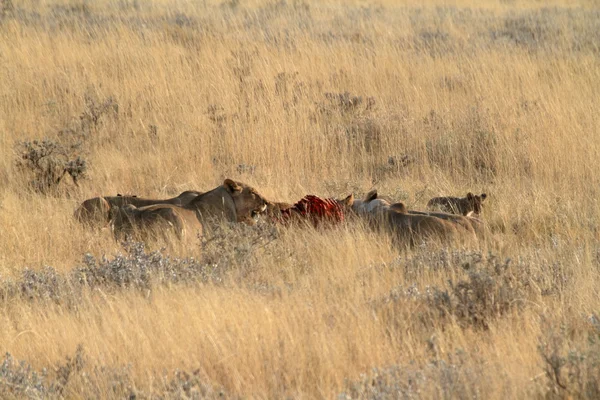 Lions dans la faune — Photo