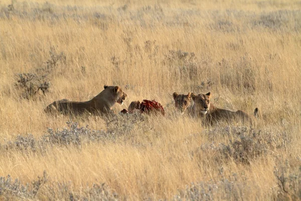 Lwy w dzikich zwierząt — Zdjęcie stockowe