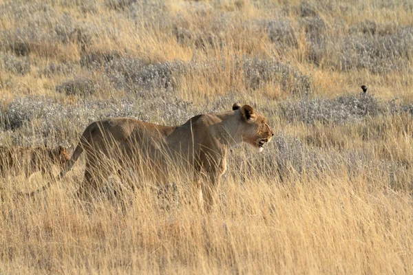 Lions in the Wildlife — Stock Photo, Image