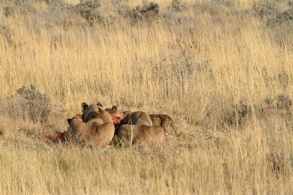 野生動物のライオンズ — ストック写真