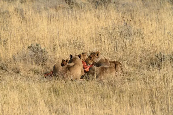 Leones en la vida silvestre — Foto de Stock