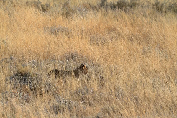 Lwy w dzikich zwierząt — Zdjęcie stockowe