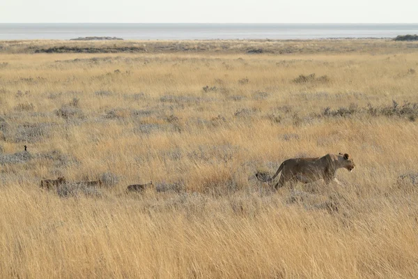 Leones en la vida silvestre — Foto de Stock