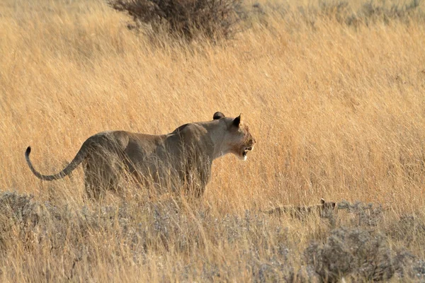 Lvi v volně žijících živočichů — Stock fotografie
