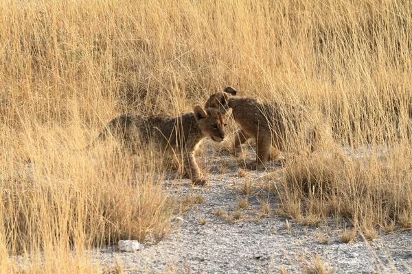Lvi v volně žijících živočichů — Stock fotografie