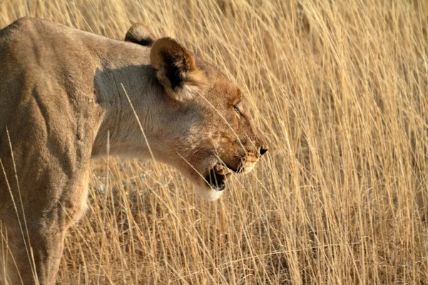 A vadon élő állatok, oroszlánok — Stock Fotó
