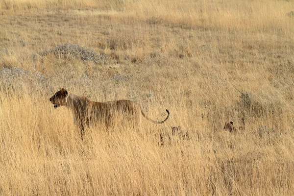 Leones en la vida silvestre — Foto de Stock