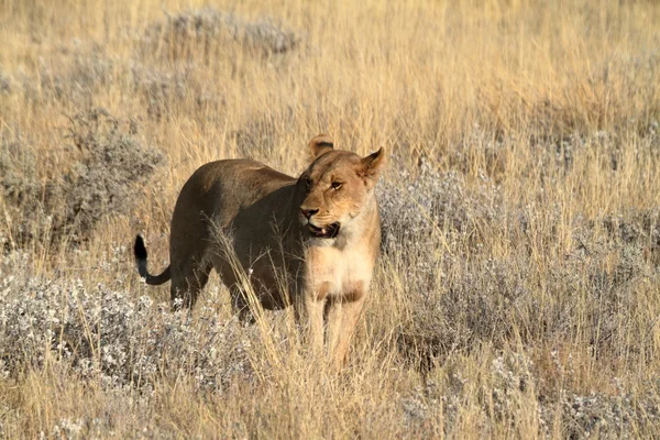 Leones en la vida silvestre — Foto de Stock