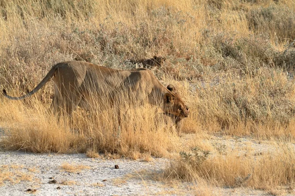 Leoni nella fauna selvatica — Foto Stock