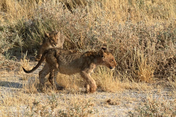 Leones en la vida silvestre — Foto de Stock