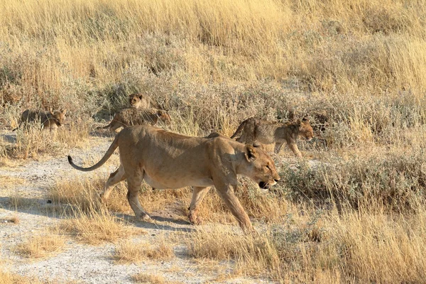 Lions in the Wildlife — Stock Photo, Image