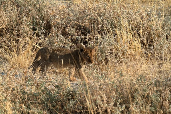 Leones en la vida silvestre — Foto de Stock