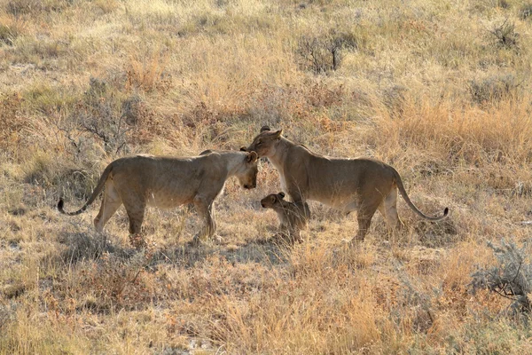 Lions in the Wildlife — Stock Photo, Image