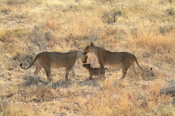 Lions in the Wildlife — Stock Photo, Image