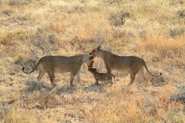 Löwen in der Tierwelt — Stockfoto