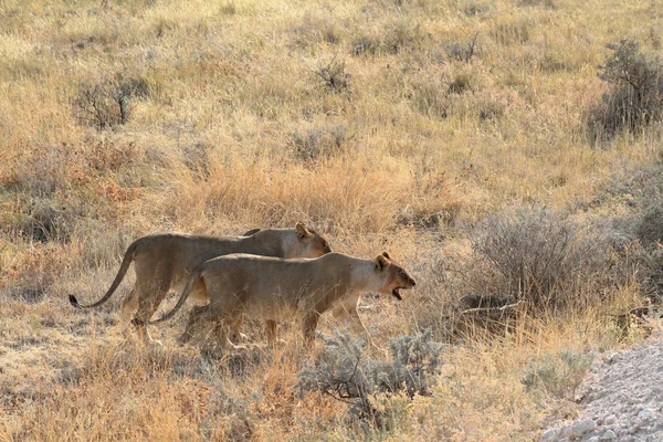 Leones en la vida silvestre — Foto de Stock