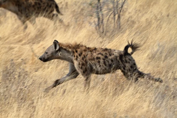 Hyena in de savanne van het Park Etosha — Stockfoto