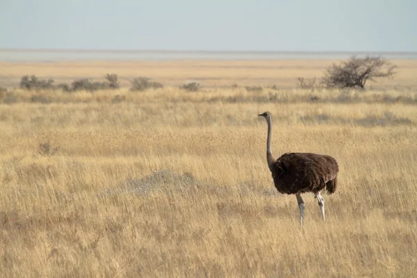 サバンナのアフリカのダチョウ — ストック写真