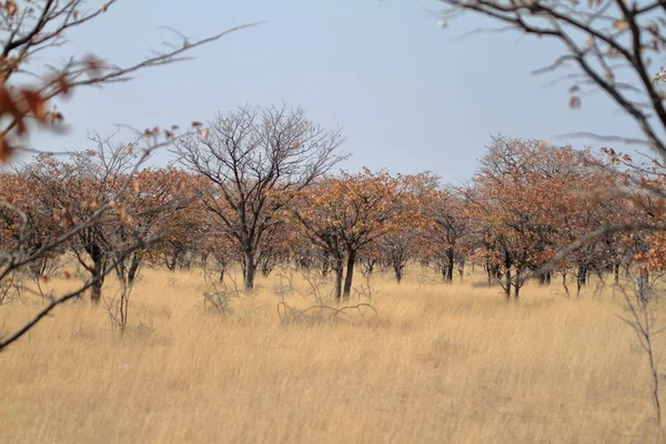 A savana no Parque Nacional Etosha na Namíbia — Fotografia de Stock