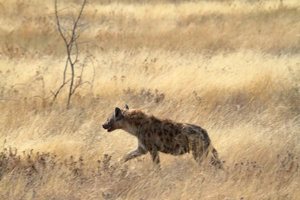 Hyena in de savanne van het Park Etosha — Stockfoto