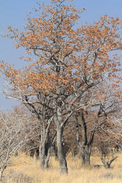 La savane dans le parc national d'Etosha en Namibie — Photo